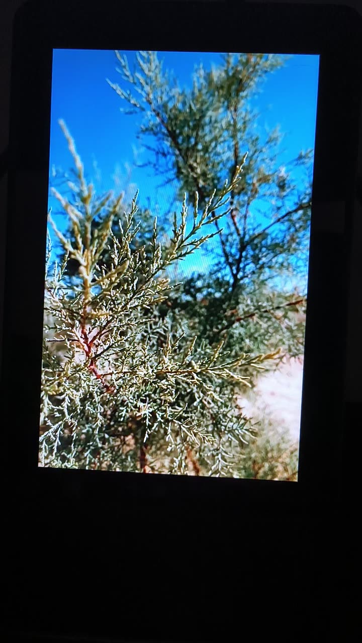 Fullscreen video playing at the panel's native resolution on the ThinkSmart View